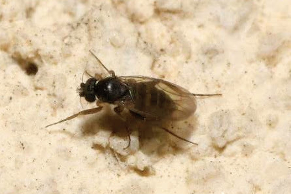 Phoridae - púposlégyfélék