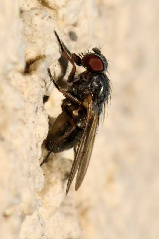 Fannia