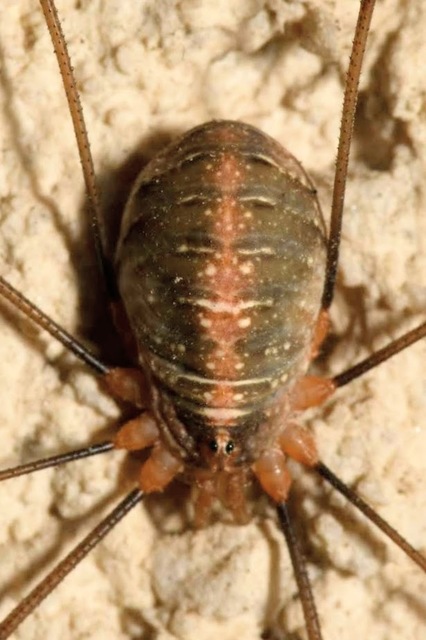 Opilio