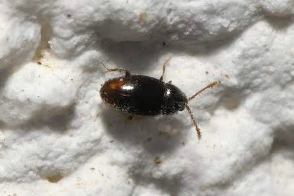 Atomaria Atomaria