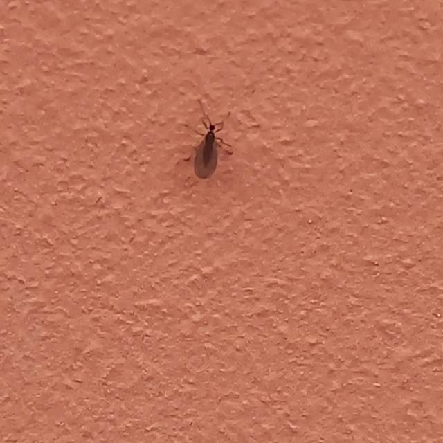 Cecidomyiidae - gubacsszúnyogok