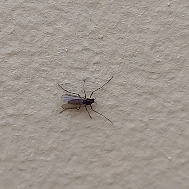 Chironominae