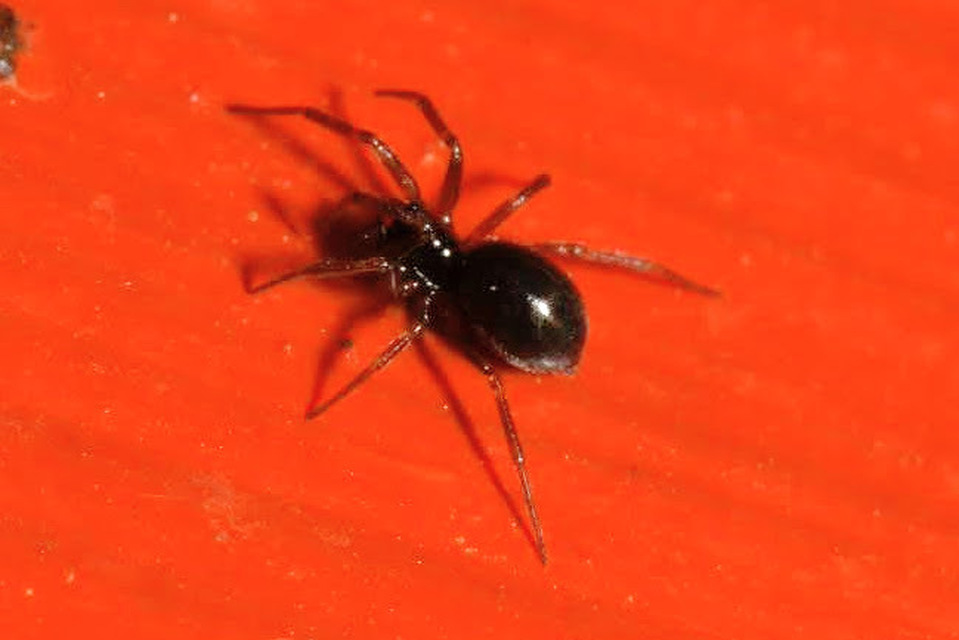 Linyphiidae - vitorláspókok