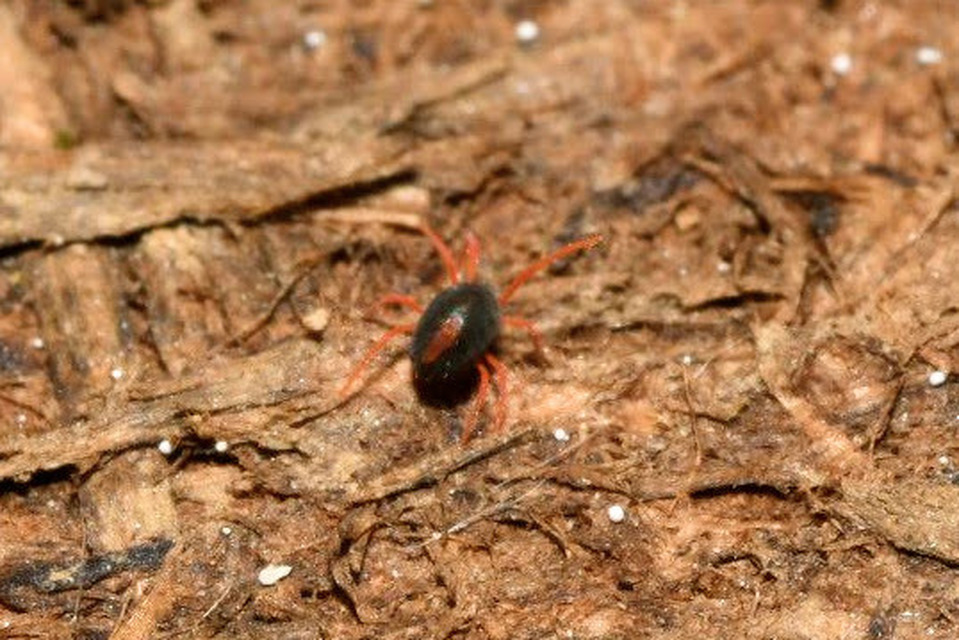 Penthaleidae
