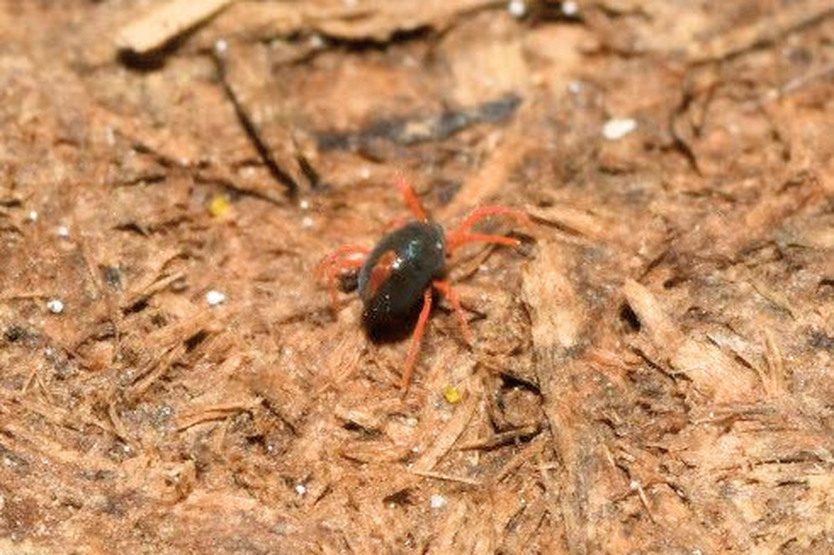 Penthaleidae