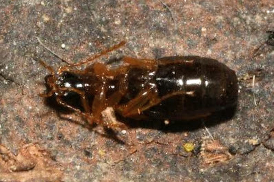 Philorhizus notatus - sárgavállú kéregfutó Philorhizus notatus - sárgavállú kéregfutó