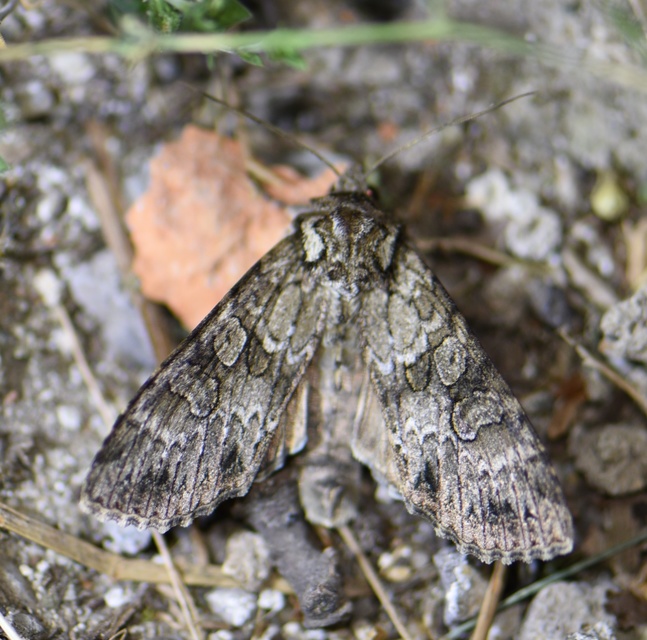 Polia nebulosa - ködfoltos bagoly
