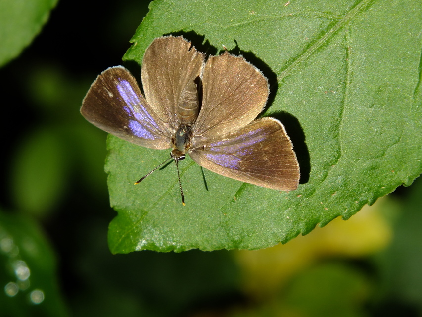 Neozephyrus quercus - tölgyfalepke