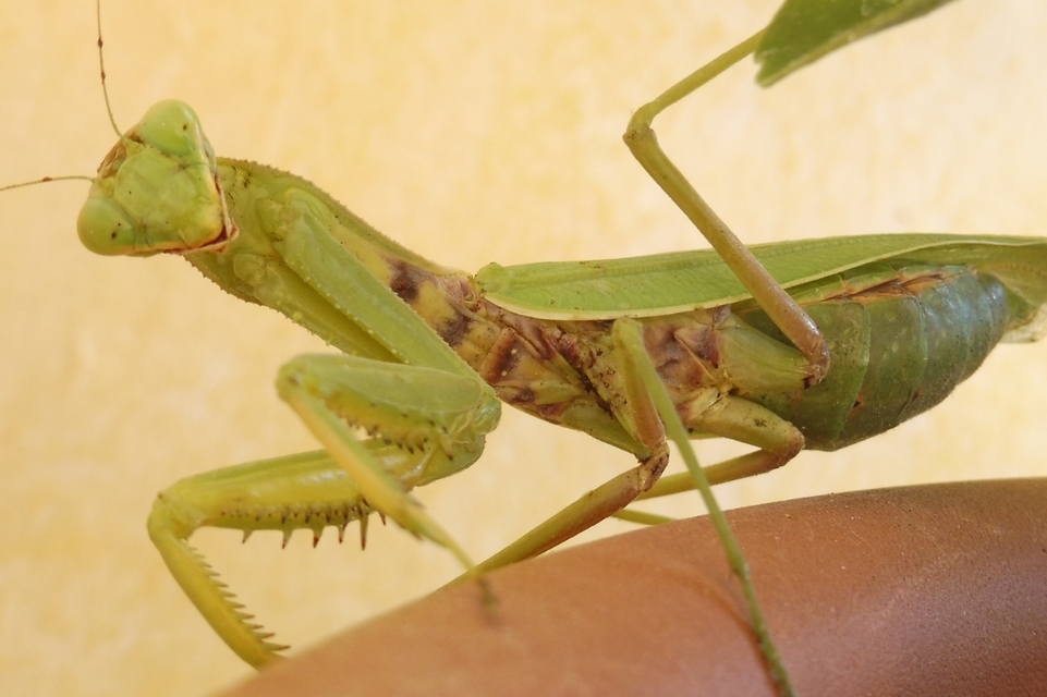 Hierodula tenuidentata - óriás ázsiai imádkozósáska