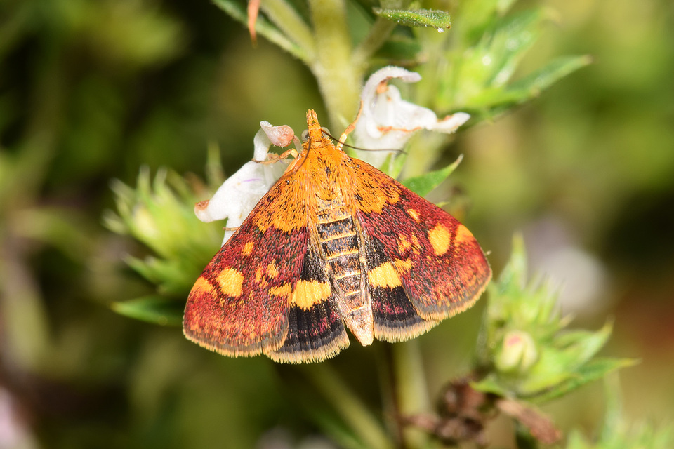 Pyrausta aurata - aranyló bíbormoly