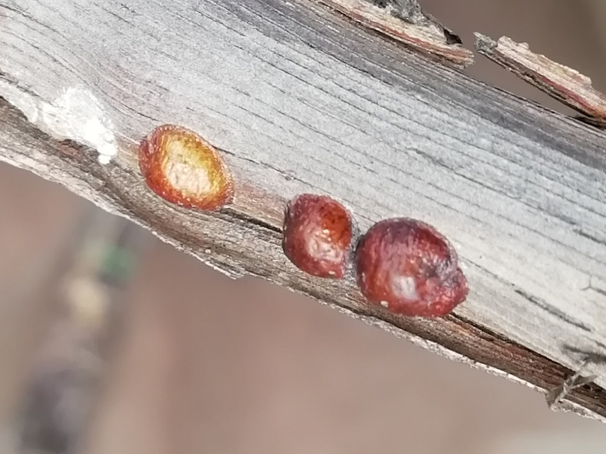 Coccidae
