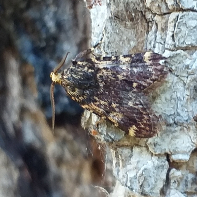 Aglossa signicostalis - hangyailonca
