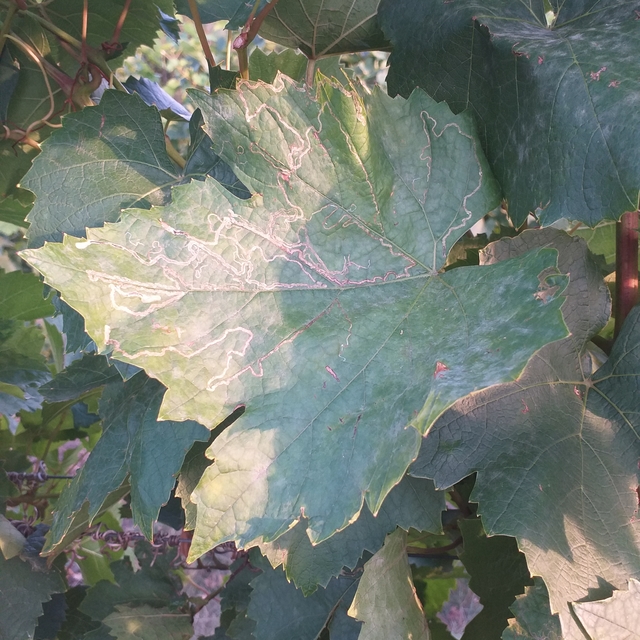 Phyllocnistis vitegenella - kígyóaknás szőlőmoly