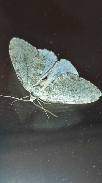 Epirrita christyi/dilutata