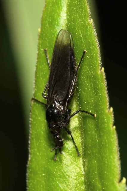 Dilophus febrilis