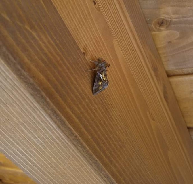 Chrysodeixis chalcites - déli aranybagoly