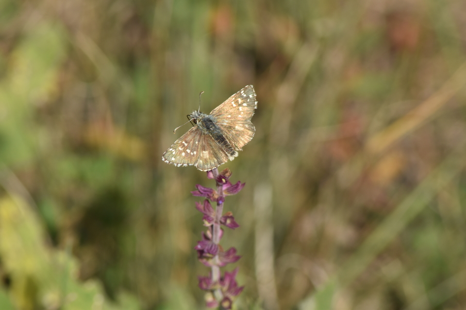 Pyrgus armoricanus - feles busalepke