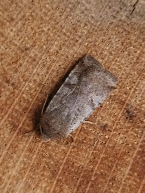 Conistra rubiginosa - szürke télibagoly