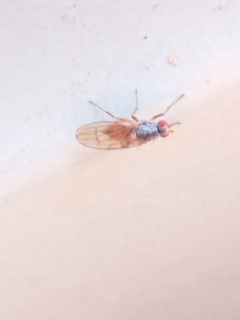 Heleomyzidae - tüskésszárnyú legyek