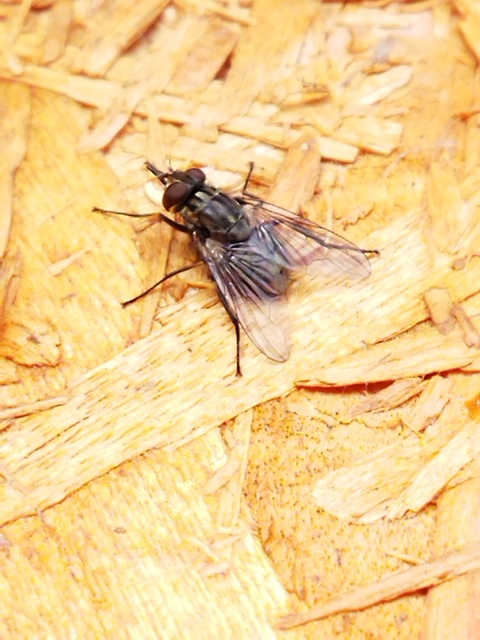 Stomoxys calcitrans - szuronyos istállólégy