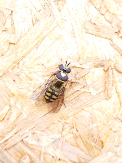 Eupeodes