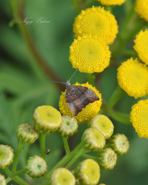 Choreutis nemorana - füge-levélmoly