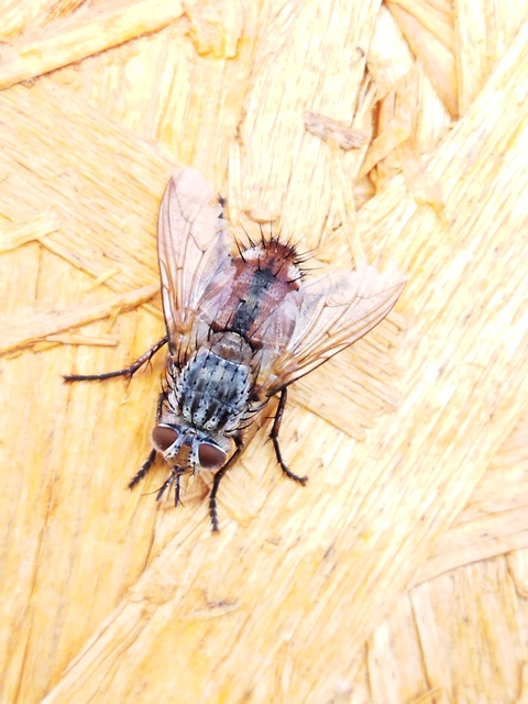 Linnaemya vulpina