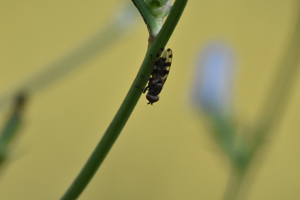 Ceroxys hortulana - kerti foltoslégy