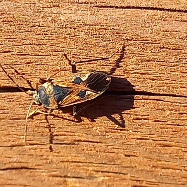 Rhyparochromus vulgaris - közönséges díszesbodobács