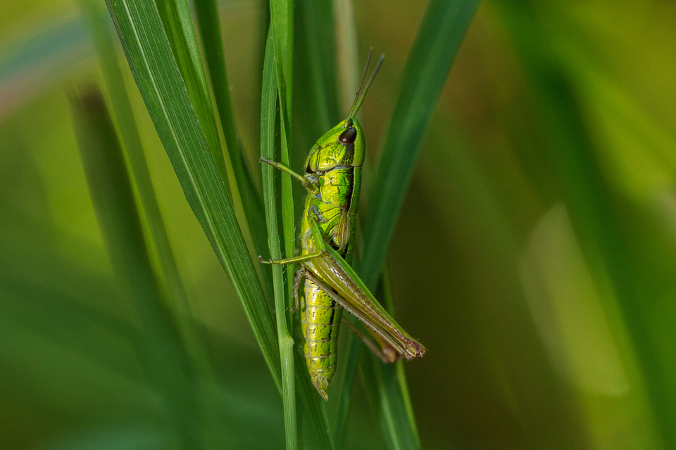 Euthystira brachyptera - smaragdzöld sáska