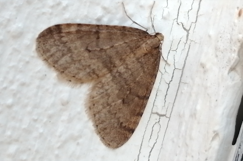 Operophtera brumata - kis téliaraszoló