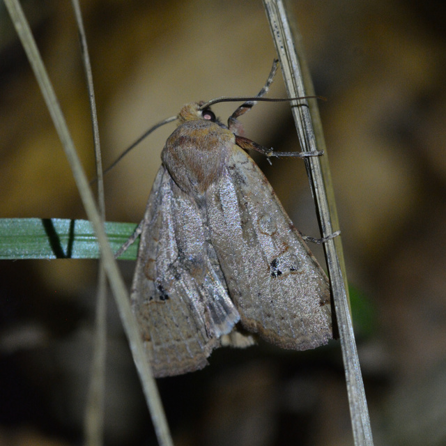 Conistra erythrocephala - vörösfejű őszibagoly