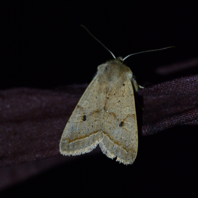 Leptologia macilenta - gyertyán-őszibagoly