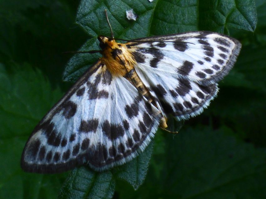 Anania hortulata - tarka csalánmoly