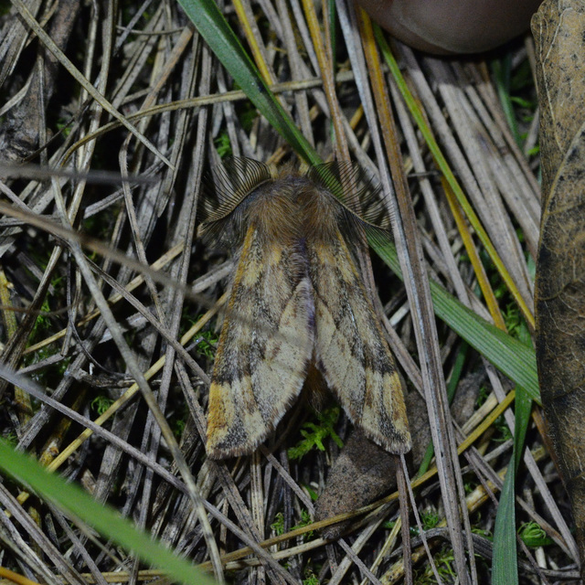 Ptilophora plumigera - tollas púposszövő