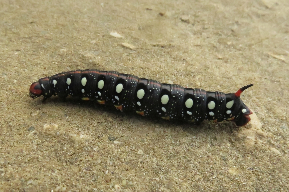Hyles euphorbiae - kutyatejszender Hyles euphorbiae - kutyatejszender