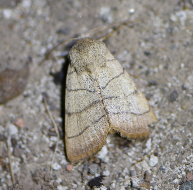 Charanyca trigrammica - háromsávos lombbagoly