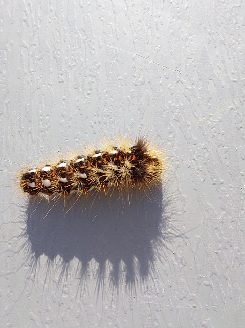 Acronicta rumicis - sóska-szigonyosbagoly