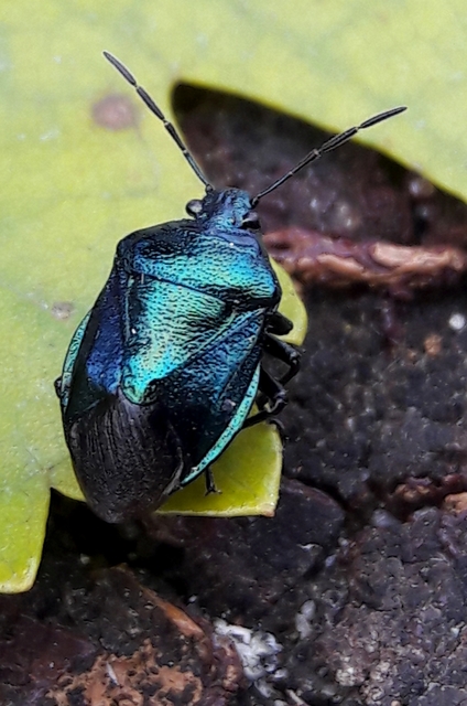 Zicrona caerulea - acélkék poloska Zicrona caerulea - acélkék poloska