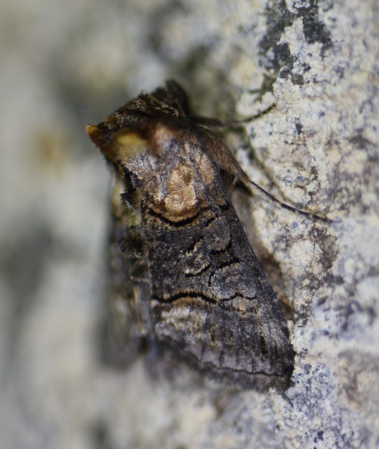 Abrostola asclepiadis - barnaövű csalánbagoly