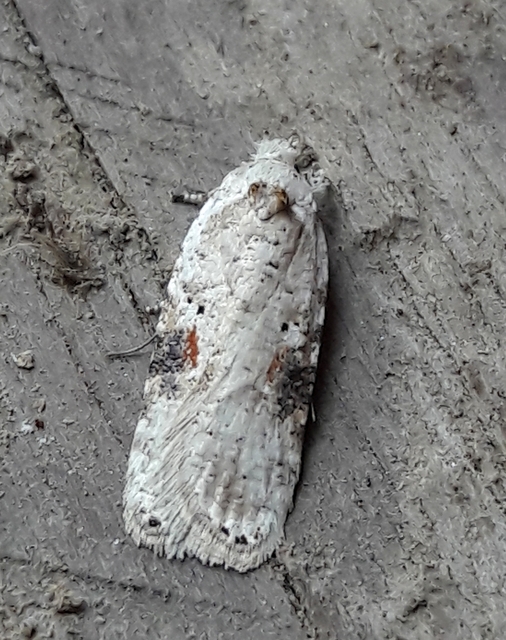 Agonopterix alstromeriana - bürök-laposmoly