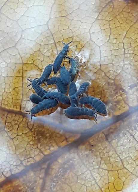 Hypogastruridae