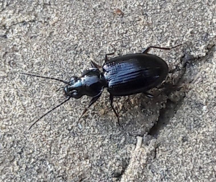 Bembidion lunulatum - füstös gyorsfutó