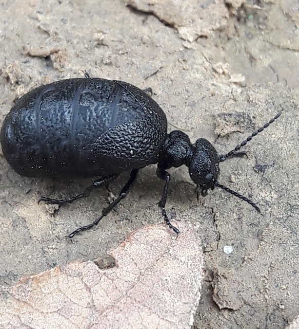 Meloe rugosus - ráncos nünüke