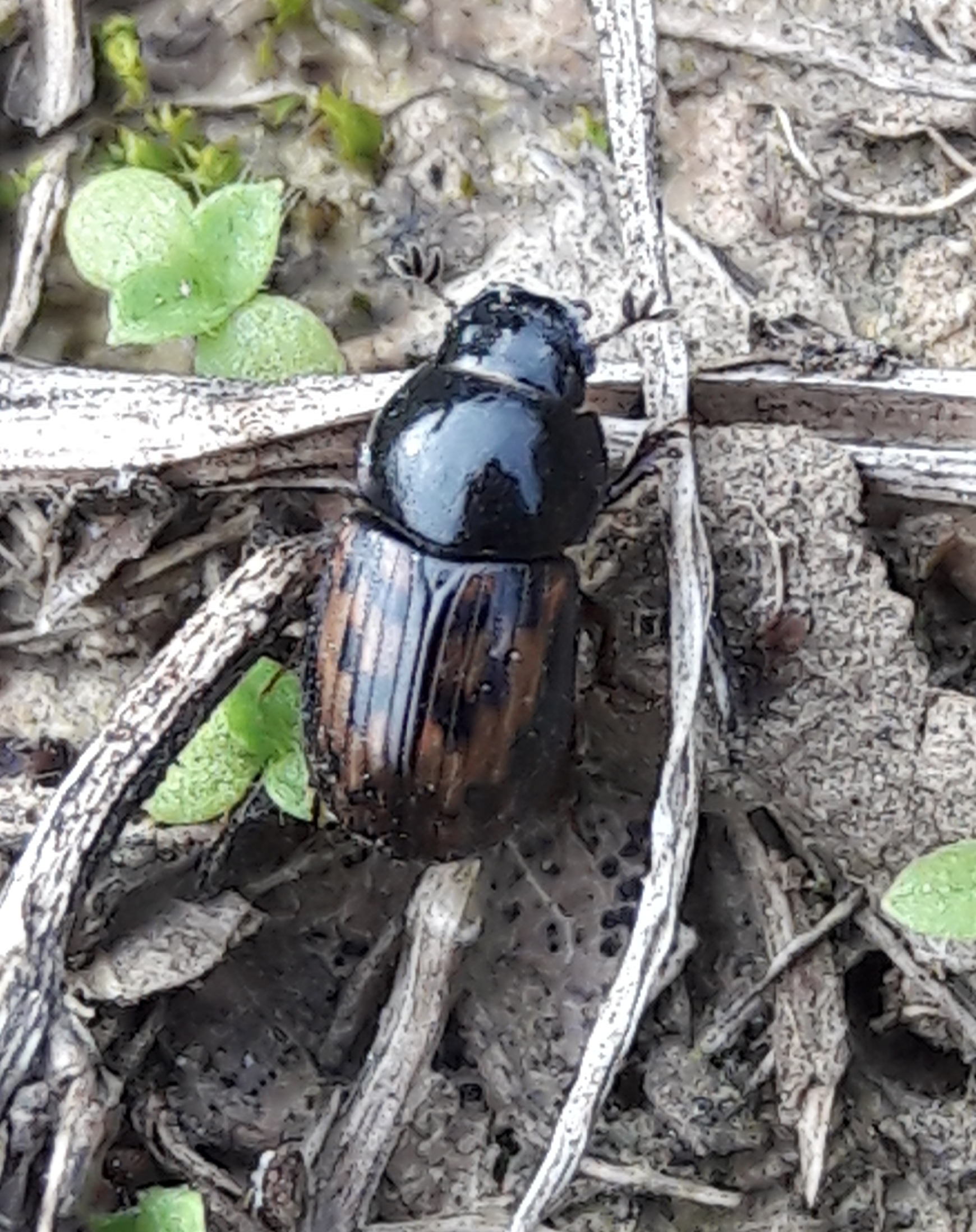 Chilothorax paykulli