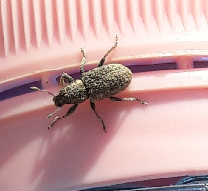 Sitona hispidulus - szőrös csipkézőbogár