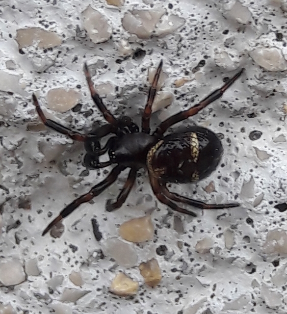 Asagena phalerata/meridionalis