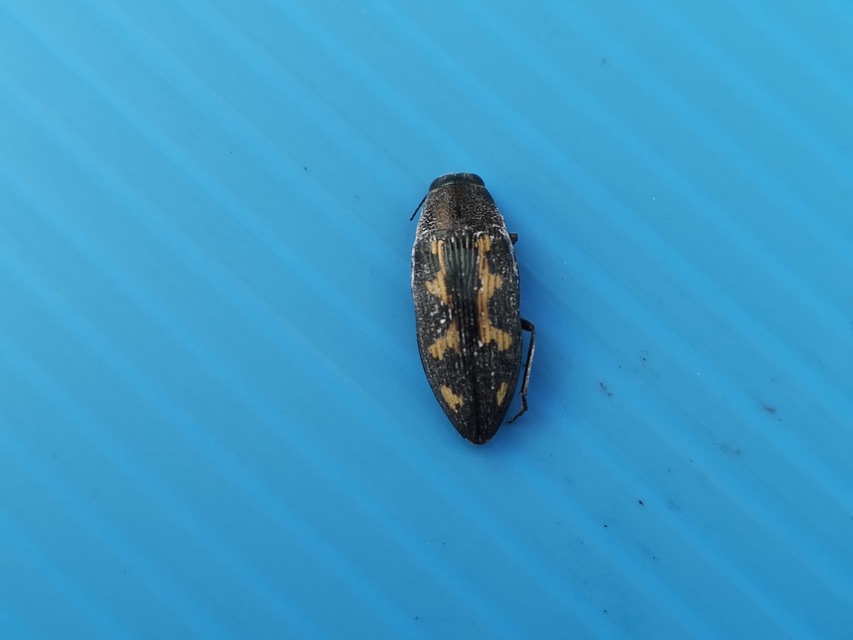 Buprestis novemmaculata - kilencfoltos díszbogár