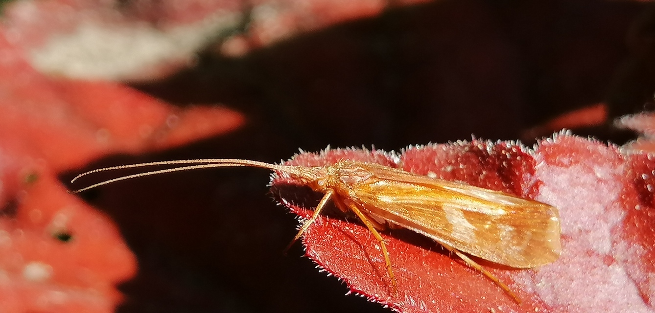 Limnephilus lunatus