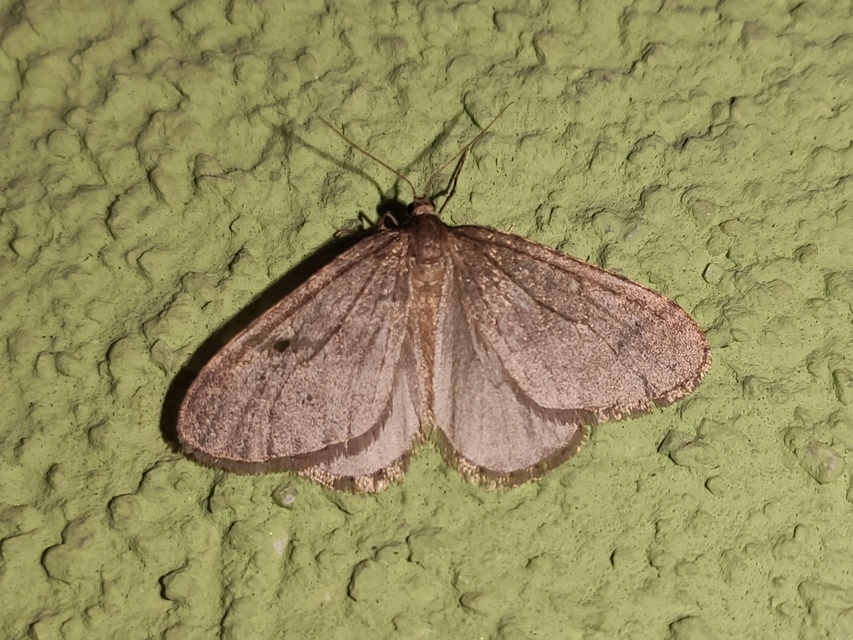 Operophtera brumata - kis téliaraszoló